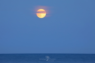  Drapé de pleine lune.
Cap d'Antibes - France