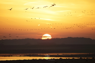  Lever de soleil sur le Lac du Der et vol de grues cendrées.
Lac du Der - France