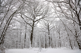  Forêt de St-Cucufa sous la neige.
Rueil-Malmaison - France