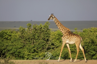  Girafe Masai
Masai Mara, Kenya