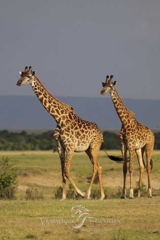  Girafes Masai
Masai Mara, Kenya