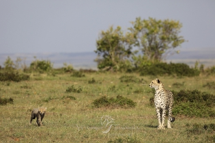  Femelle guépard et son petit
Masai Mara, Kenya