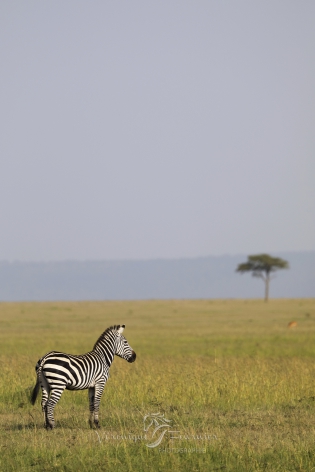  Zèbre des plaines surveillant la savane
Masai Mara, Kenya