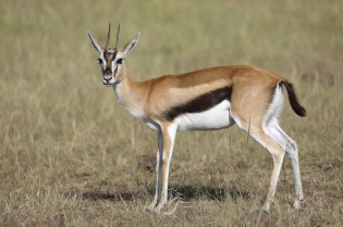  Gazelle de Thomson
Masai Mara, Kenya
