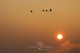  Vol de grues cendrées au lever du soleil.
Marne - France