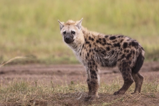  Jeune hyène tachetée.
Masai Mara - Kenya