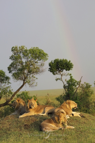 Jeunes lions profitant du soleil après un orage
Masai Mara, Kenya