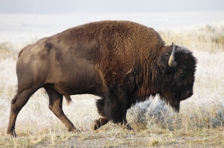  Bison d'Amérique.
Yellowstone, Wyoming - Etats-Unis