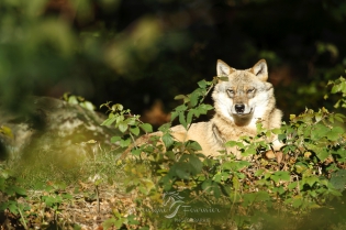  Loup gris d'Europe au repos.
Parc national Bayerischer Wald, Allemagne