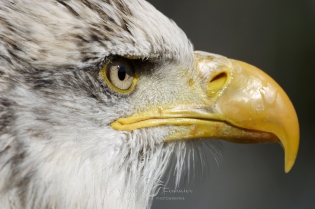  Portrait d'aigle pygargue à tête blanche [Captivité]
France