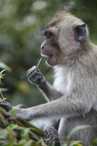  Macaque crabier en train de se nourrir
Grand-Bassin - Ile Maurice