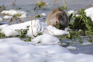  Ragondin mangeant des plantes dans une zone inondée, gelée et enneigée. (Inondations janvier 2018)
Yvelines - France

