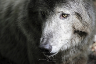  Portrait de loup noir. [Captivité]
France

