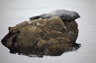  Phoque veau-marin ou commun se reposant sur un rocher.
Monterey Bay, Californie - Etats-Unis.
