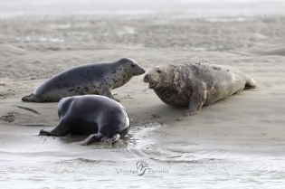  Phoques gris sur banc de sable.
Baie d'Authie - France