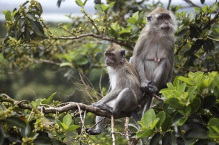  Macaques crabiers.
Grand-Bassin - Ile Maurice
