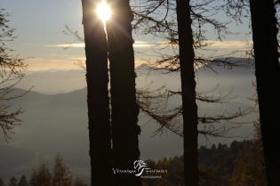  Coucher de soleil à travers une forêt de mélèzes d'Europe. 
Hautes-Alpes - France