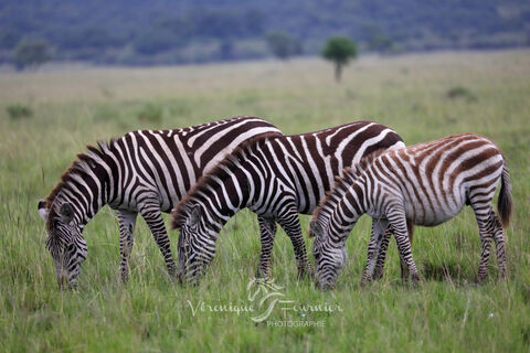  Zèbres des plaines
Masai Mara - Kenya