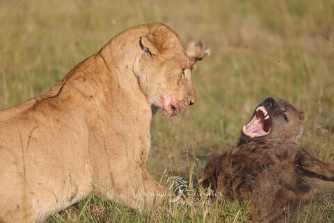  Confrontation entre une lionne et une hyène
Masai Mara - Kenya
