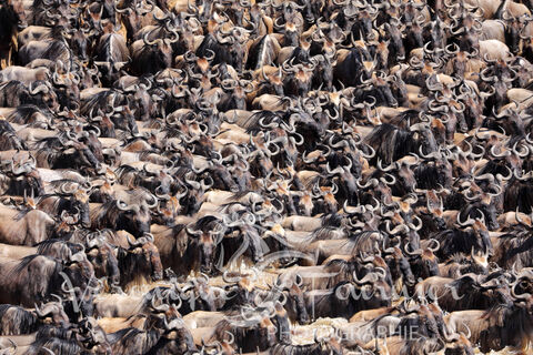  Rassemblement de gnous pour une traversée de rivière.
Wildebeest gazering for crossing a river.
Masai Mara, Kenya