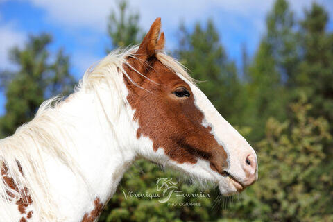  Portrait de jeune Paint horse (Equus caballus). Young Paint horse portrait.
Hautes-Alpes, France